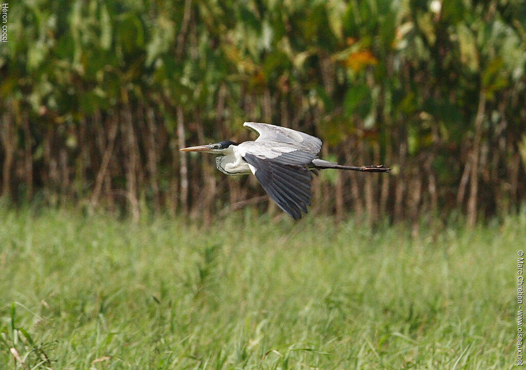 Cocoi Heron