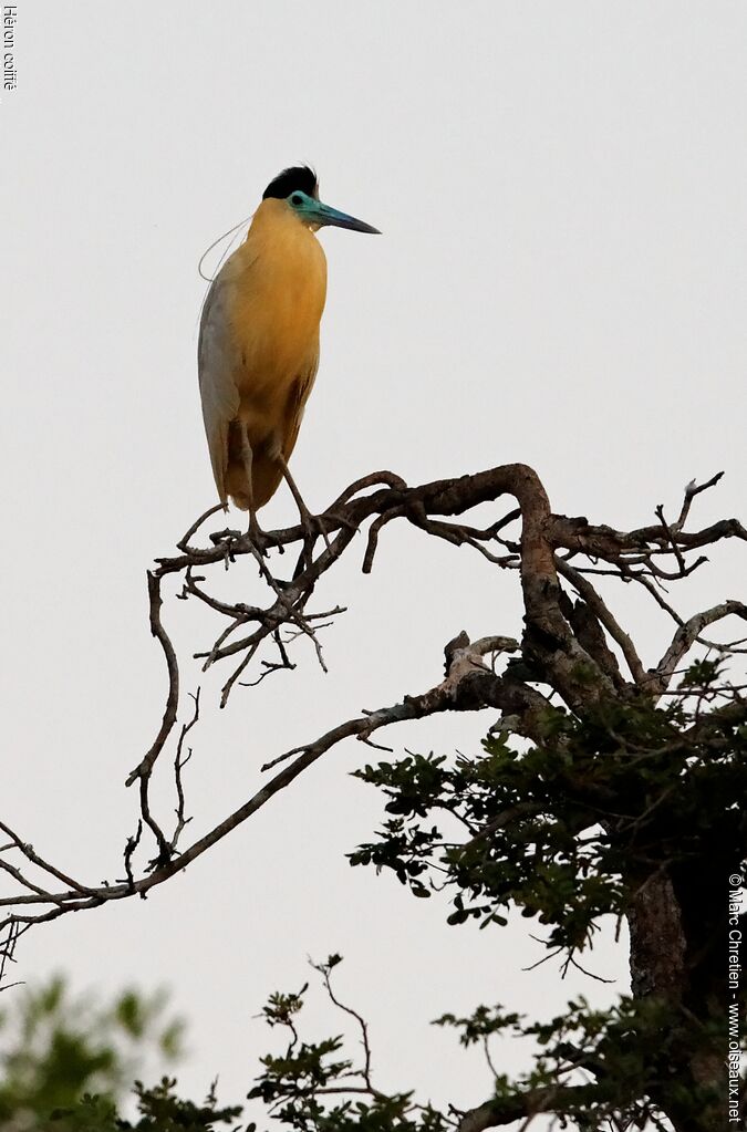 Capped Heronadult