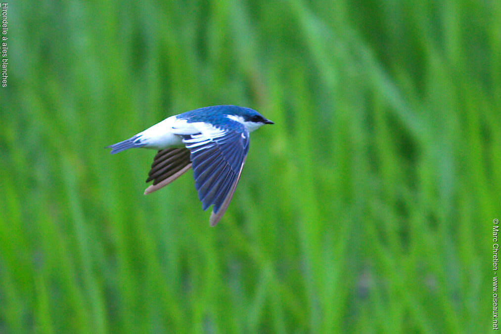 White-winged Swallow