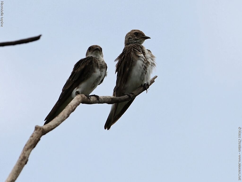 Brown-chested Martinadult