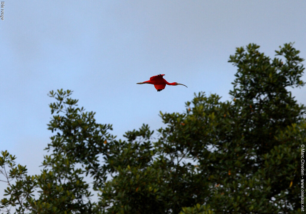 Ibis rouge