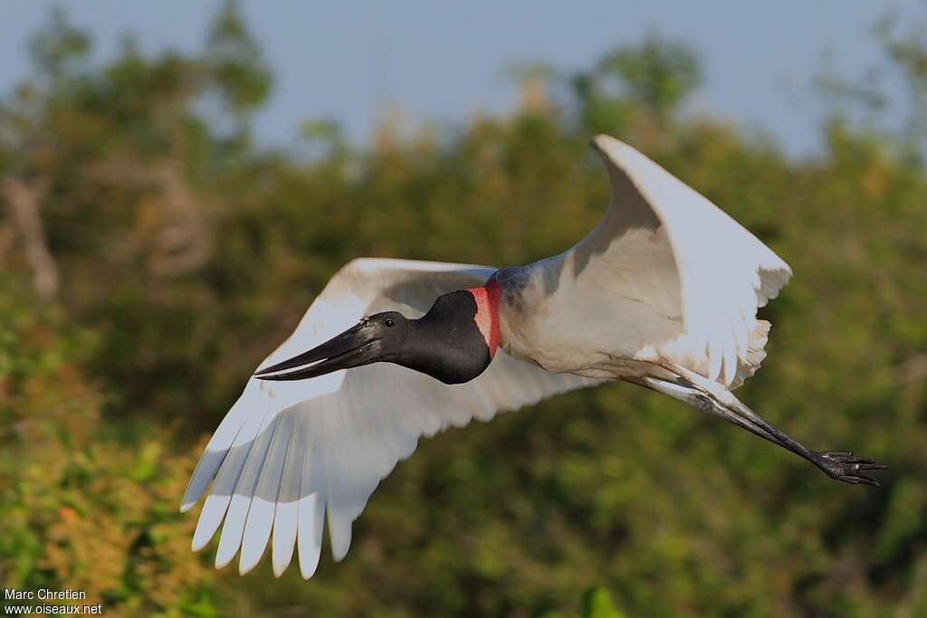 Jabiruadult, pigmentation, Flight