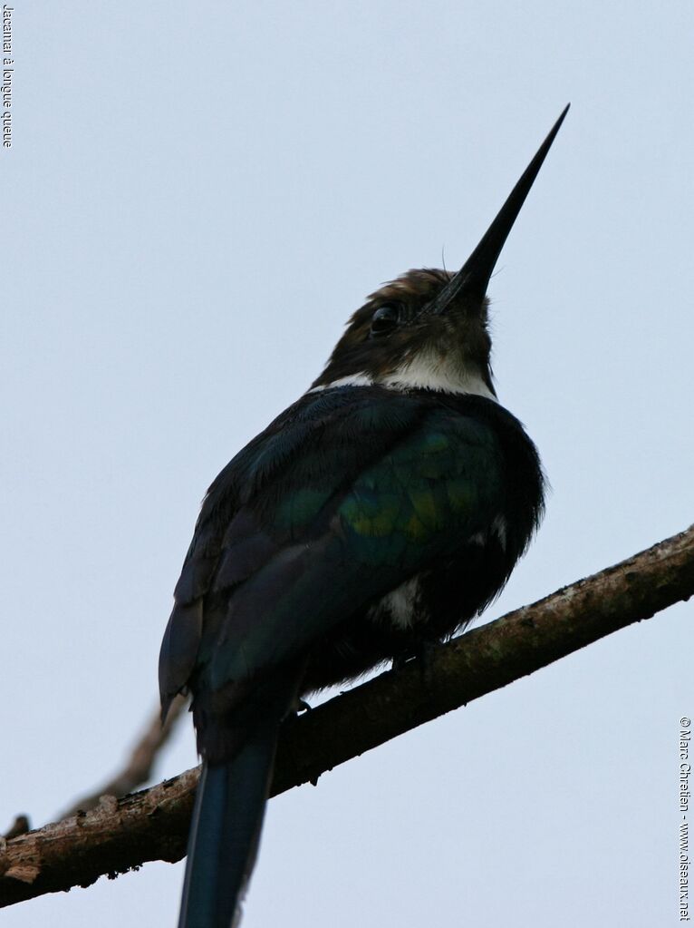 Jacamar à longue queue