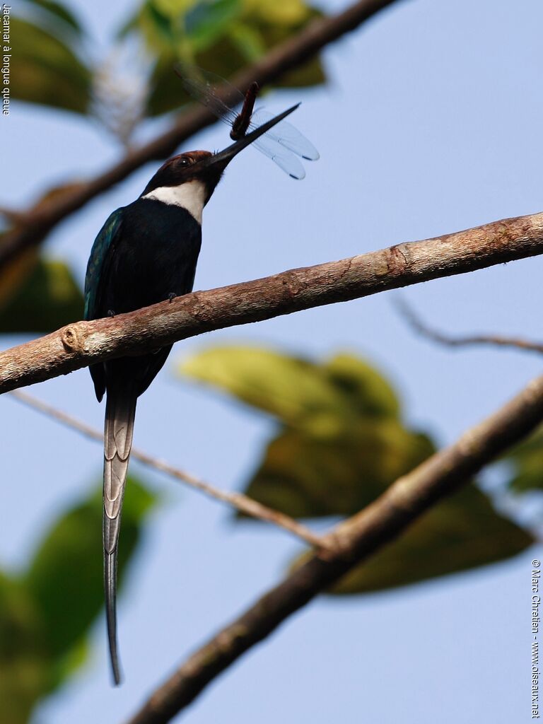 Jacamar à longue queue