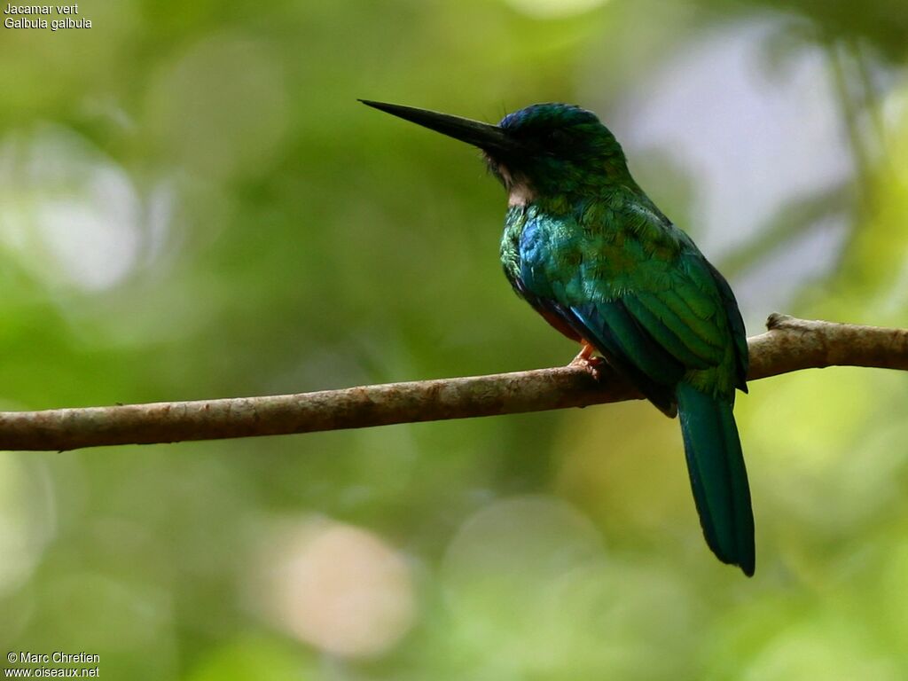 Jacamar vert