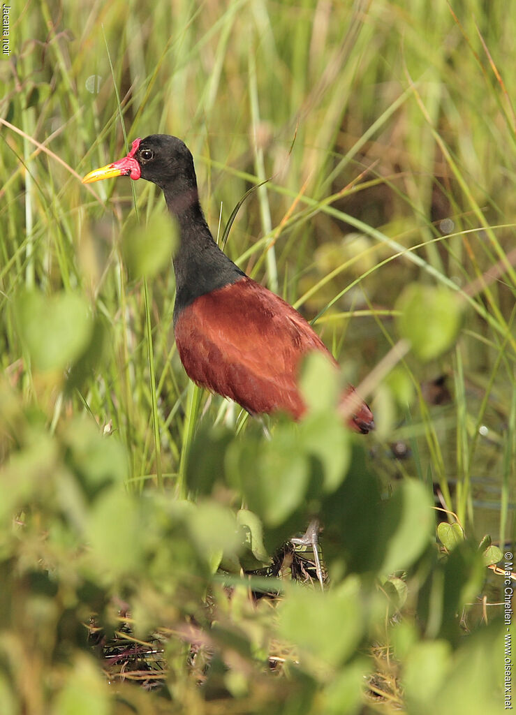 Wattled Jacana