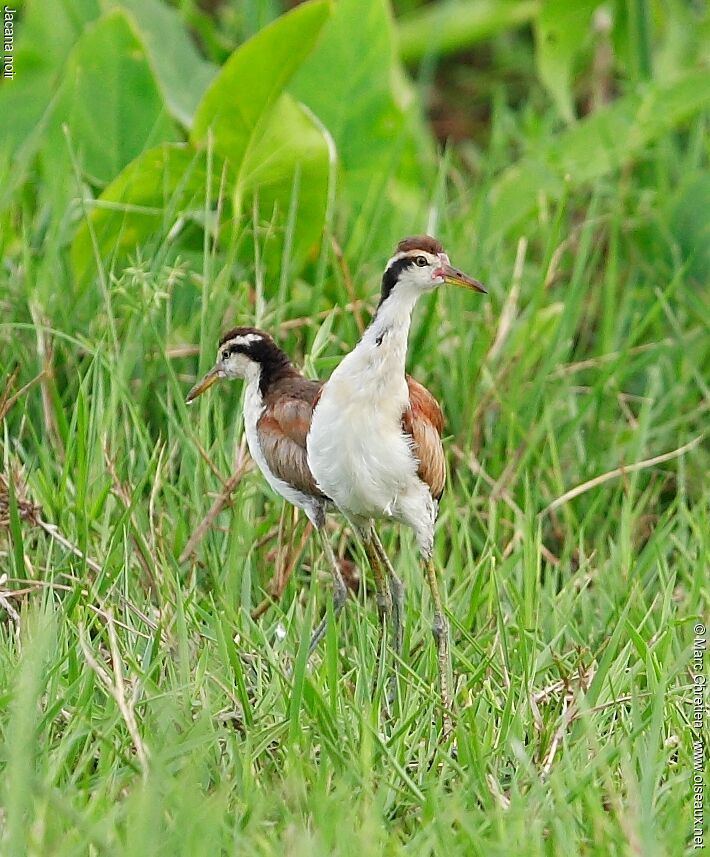 Jacana noirjuvénile