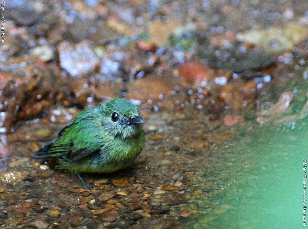 White-fronted Manakin female