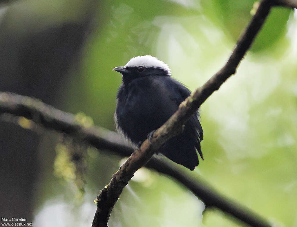 Manakin à tête blanche mâle adulte, identification