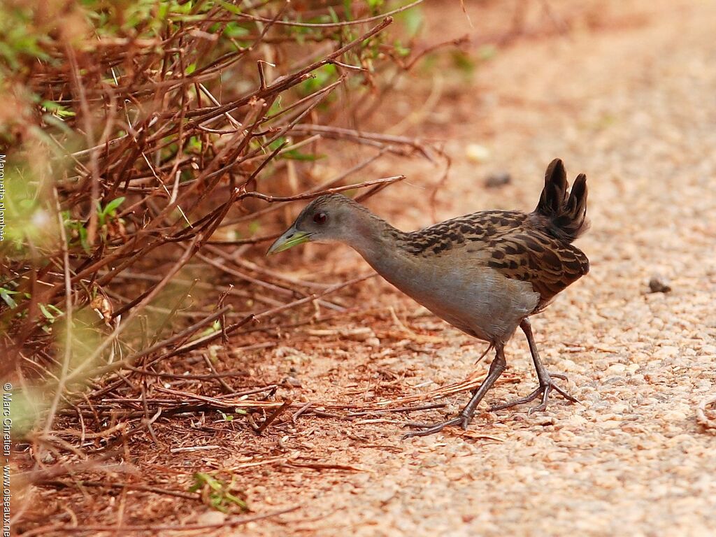 Ash-throated Crakeadult