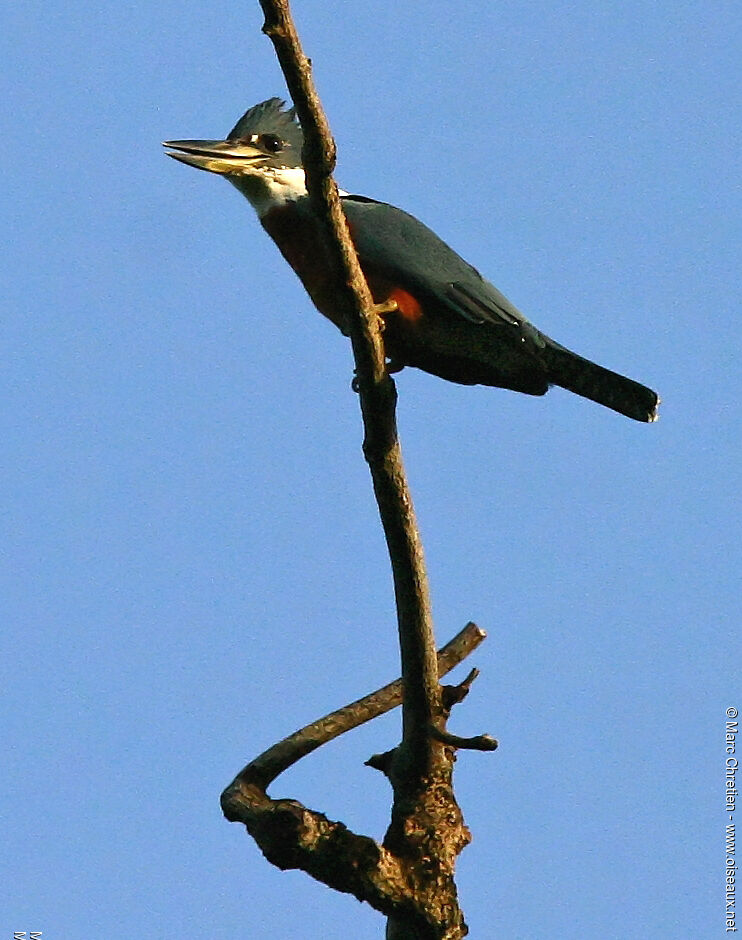 Martin-pêcheur à ventre roux
