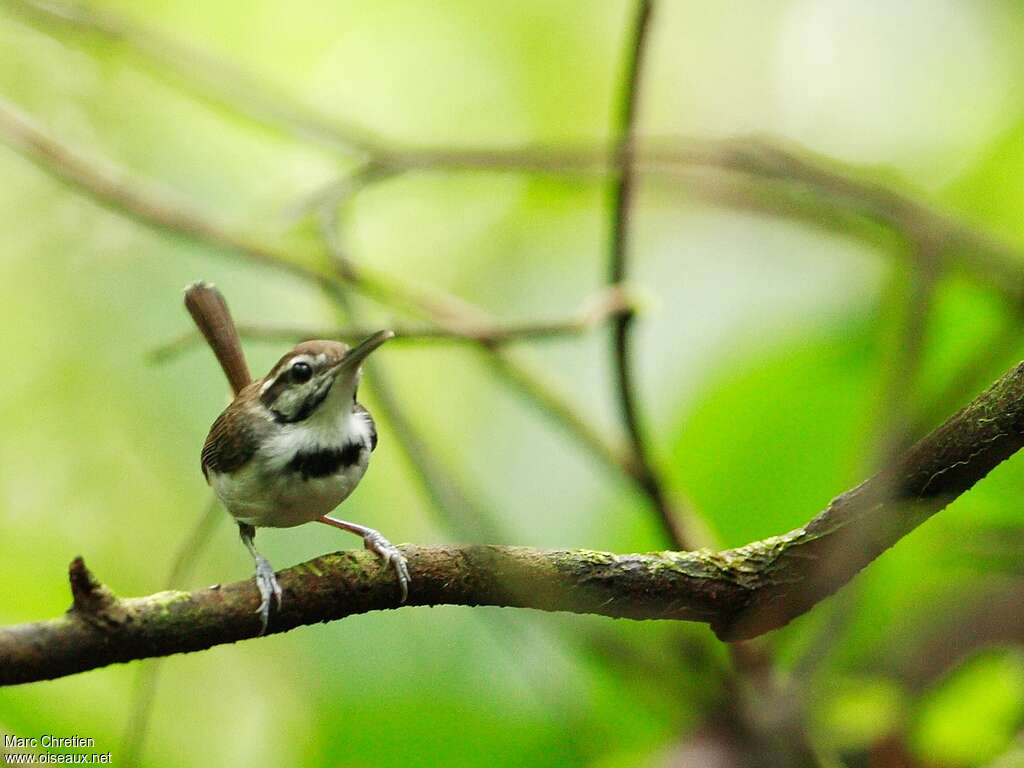 Microbate à collieradulte, identification