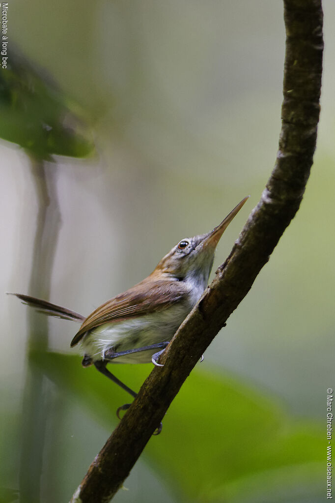 Trilling Gnatwren