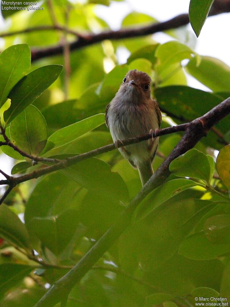 Helmeted Pygmy Tyrantadult