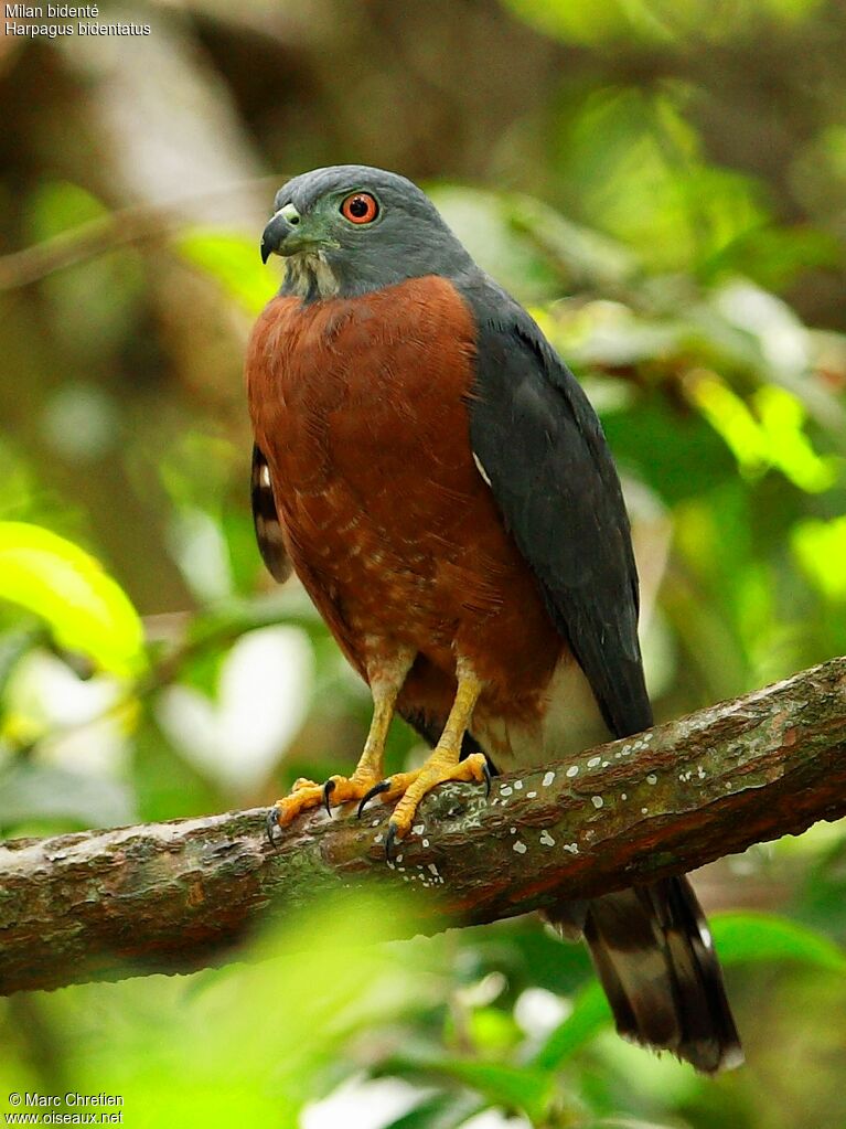 Double-toothed Kiteadult
