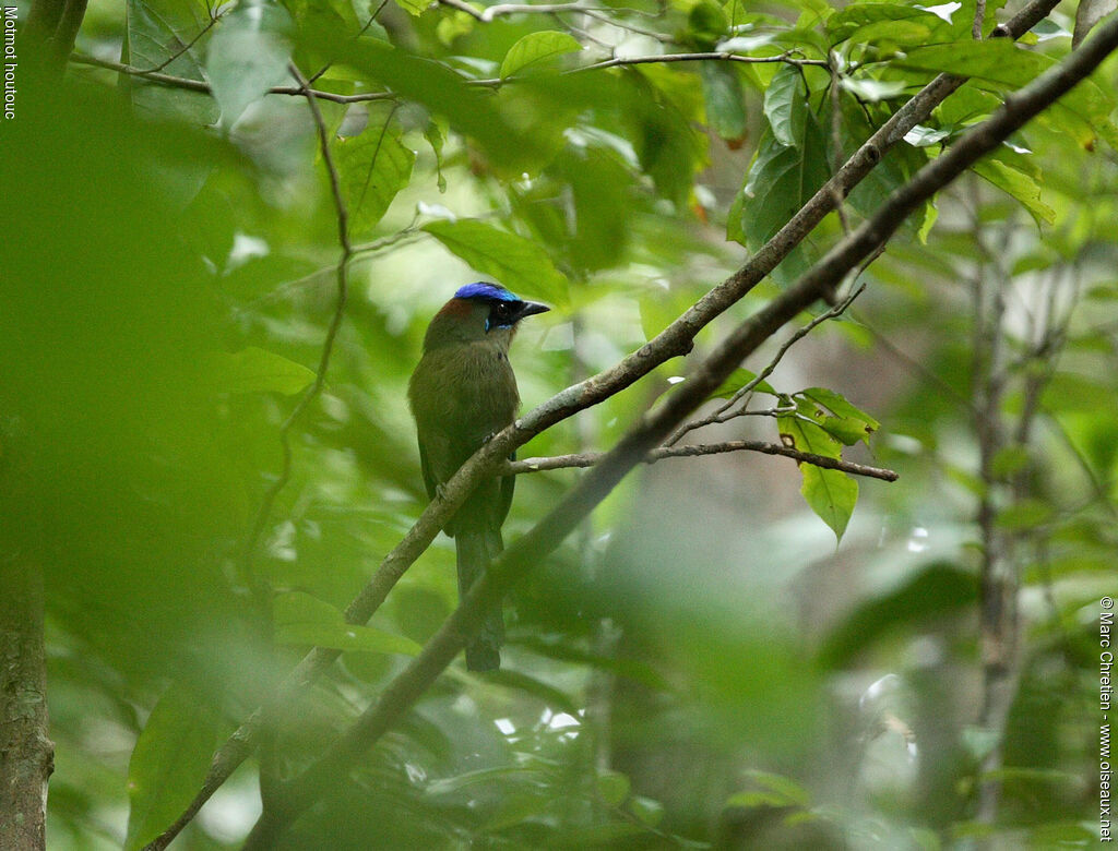 Motmot houtouc