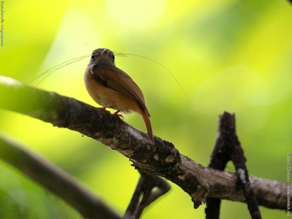 Ruddy-tailed Flycatcheradult