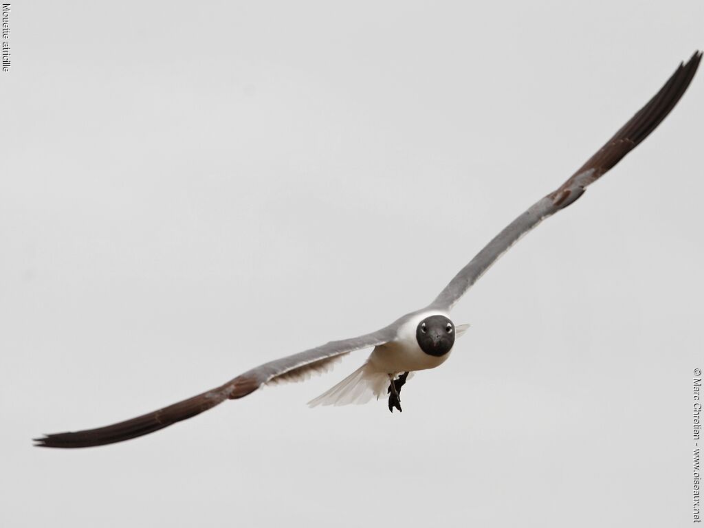 Laughing Gull