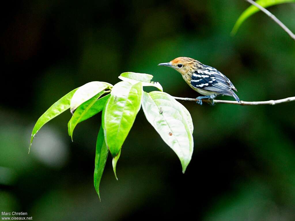 Myrmidon du Surinam femelle adulte, identification
