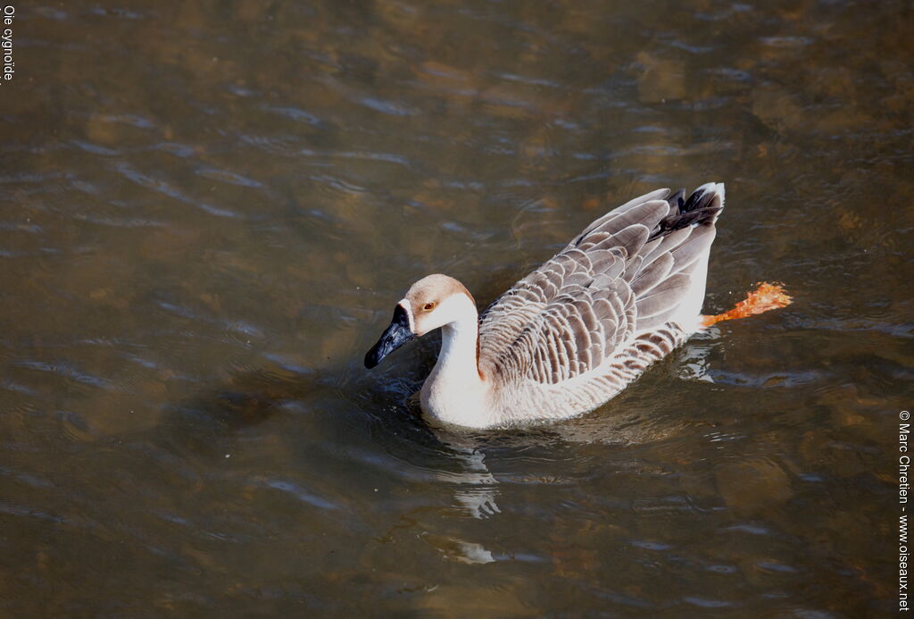 Swan Goose
