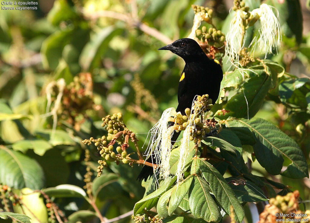 Oriole à épaulettes