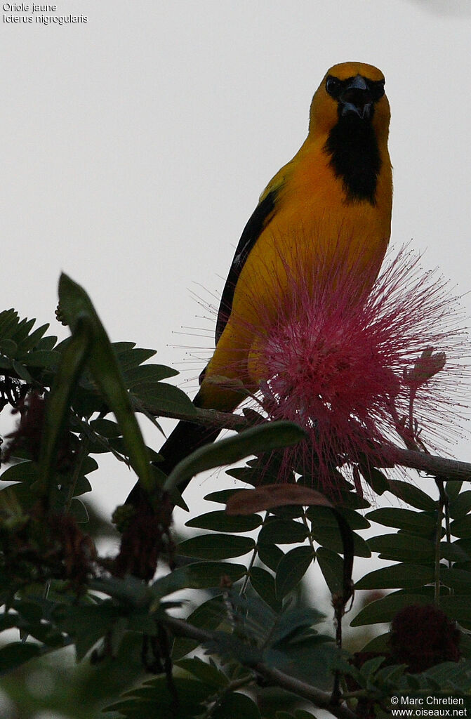 Yellow Oriole