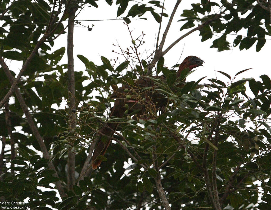 Little Chachalaca, eats