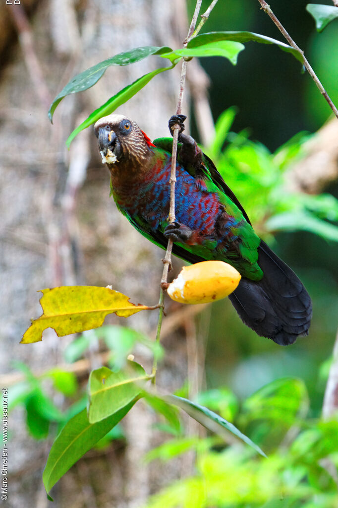 Red-fan Parrotadult