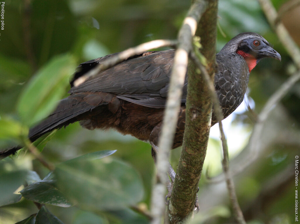 Rusty-margined Guan