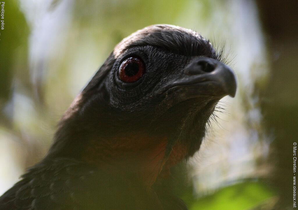 Rusty-margined Guan