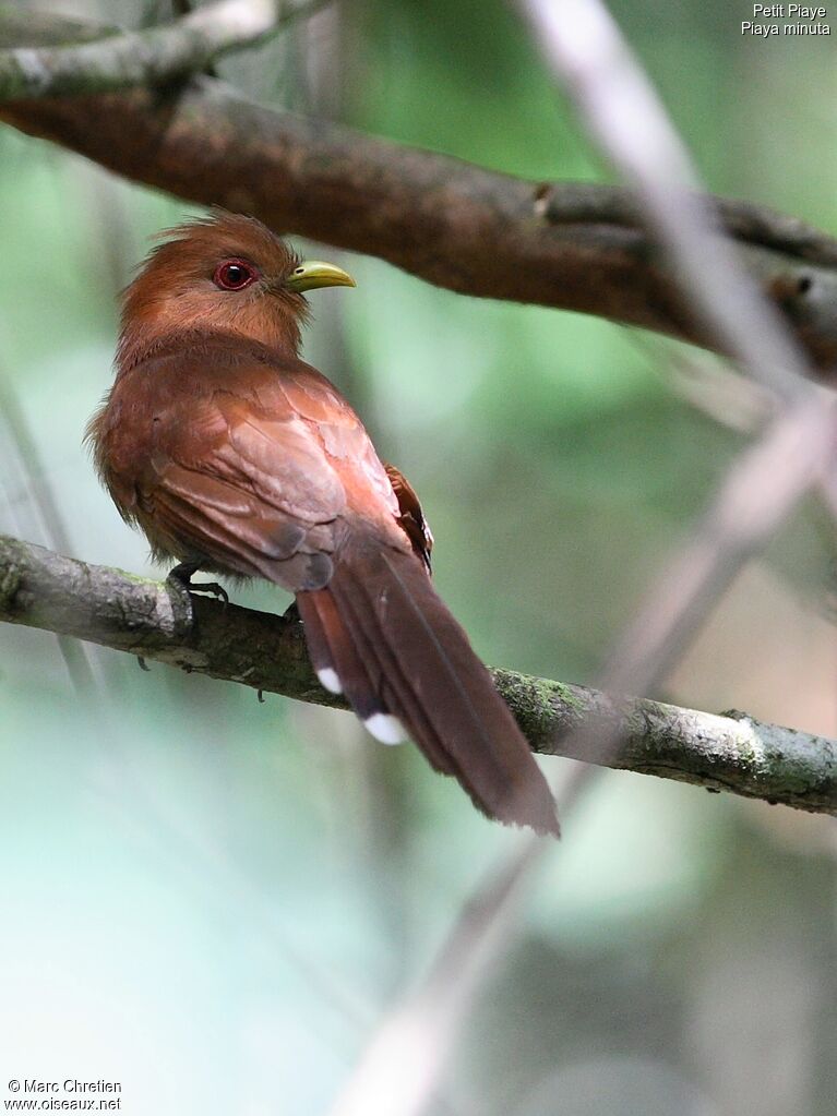 Little Cuckoo