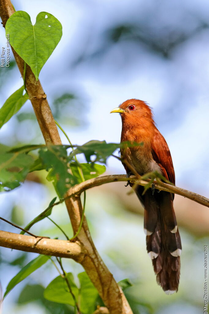 Little Cuckoo