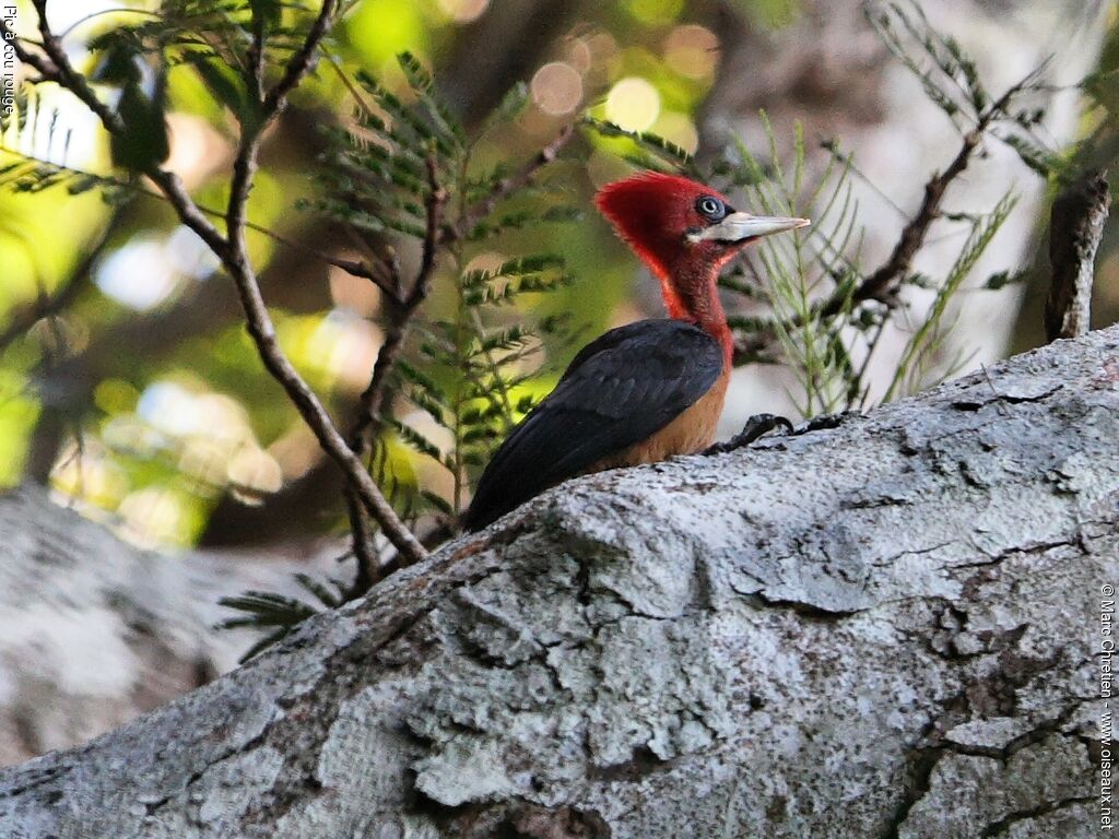 Red-necked Woodpecker