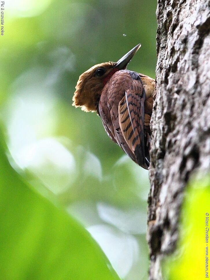 Pic à cravate noireadulte