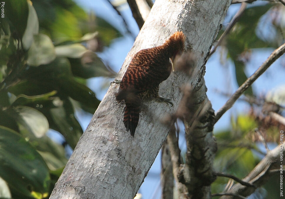 Waved Woodpecker
