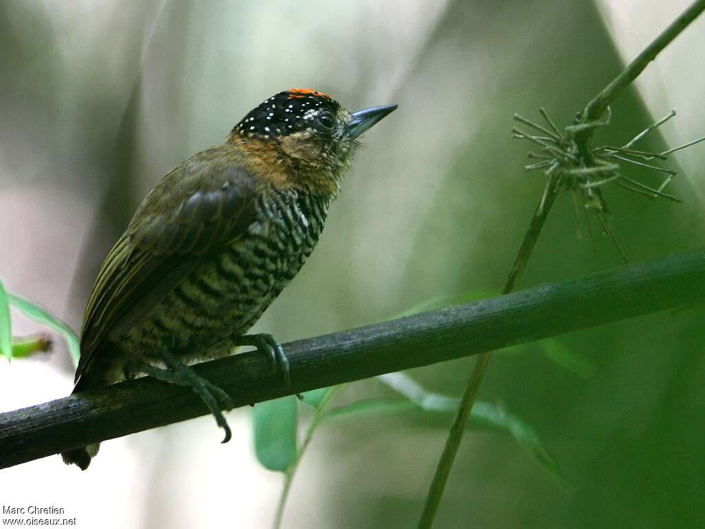 Ochre-collared Piculet male adult