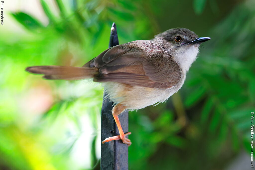 Tawny-flanked Prinia