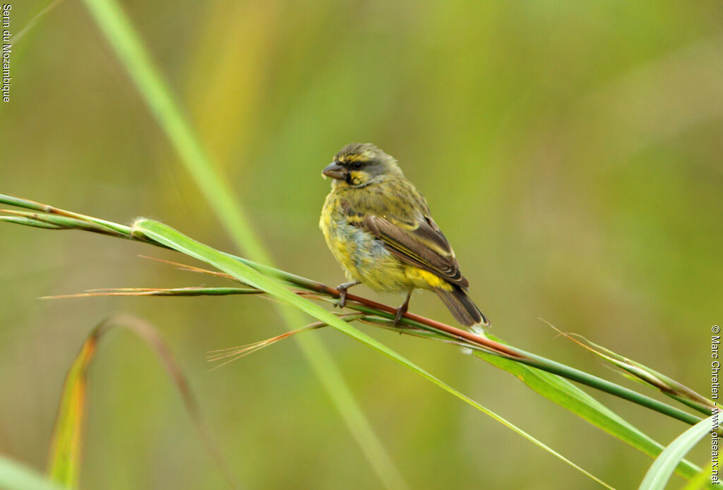Yellow-fronted Canary