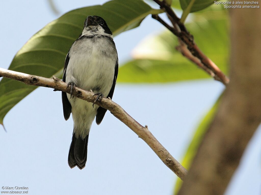 Wing-barred Seedeater