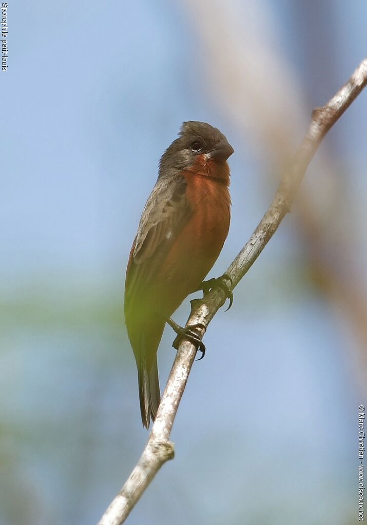 Ruddy-breasted Seedeater male