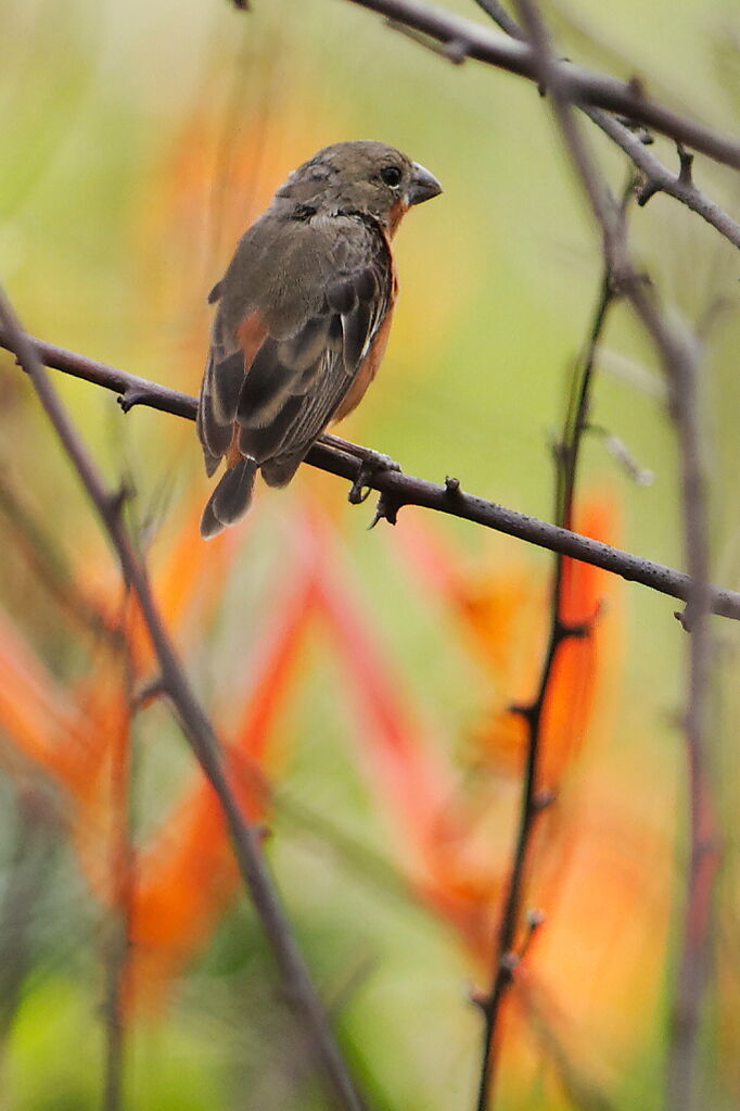 Ruddy-breasted Seedeater male adult
