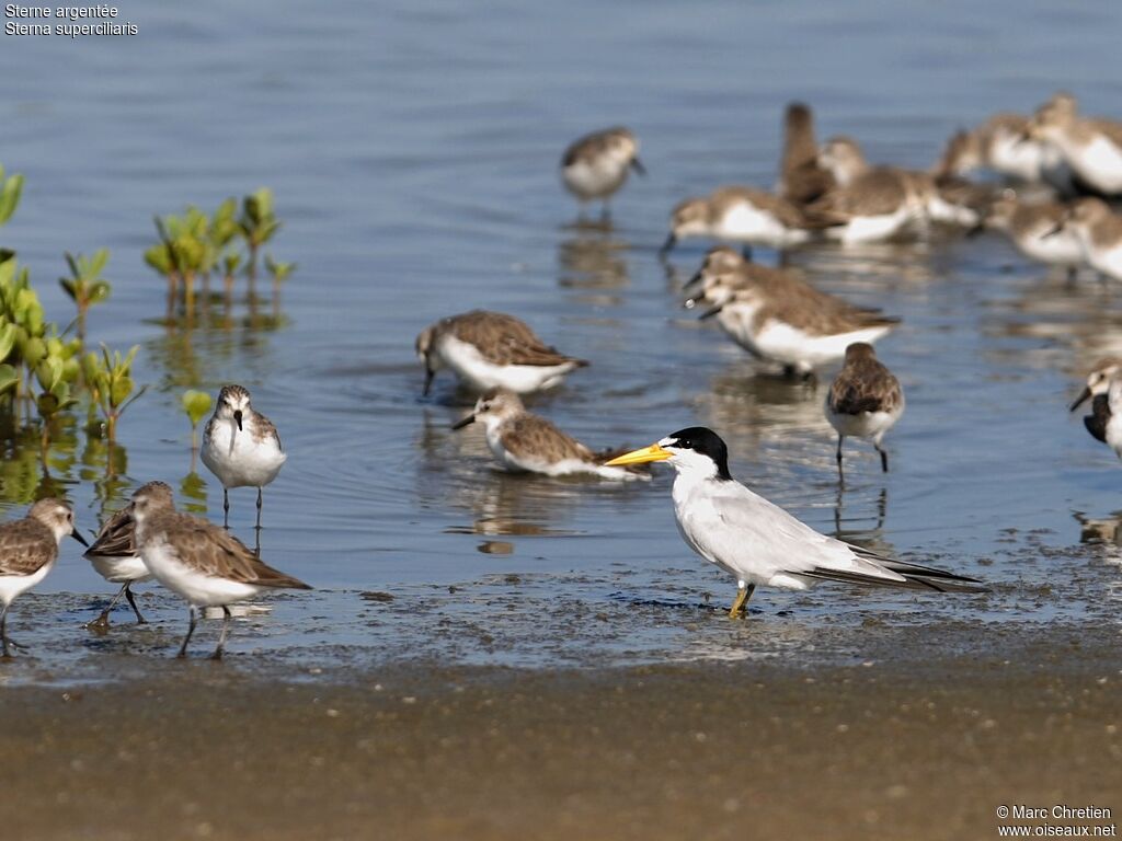 Yellow-billed Tern