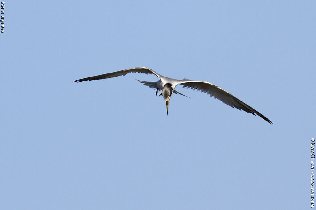 Yellow-billed Tern male adult