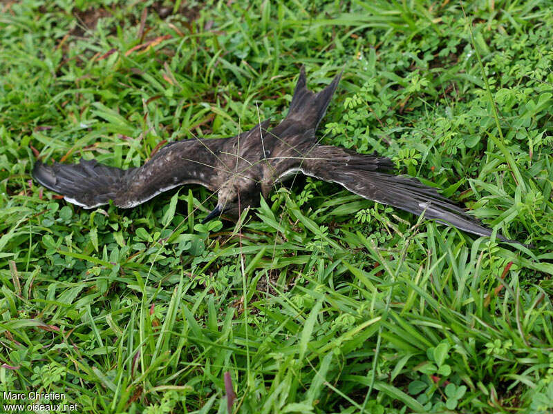 Sooty Ternjuvenile, identification