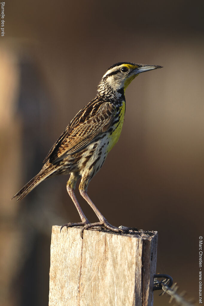 Eastern Meadowlark