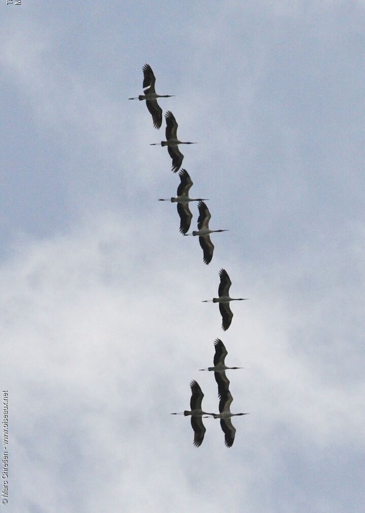 Wood Stork
