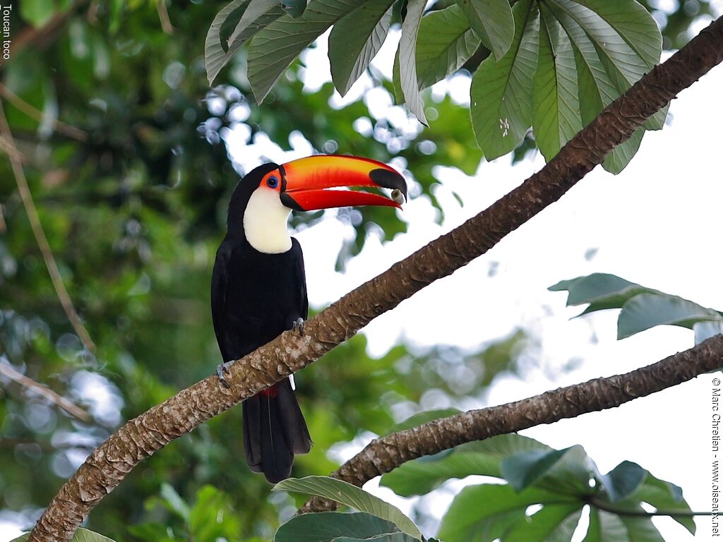 Toco Toucan
