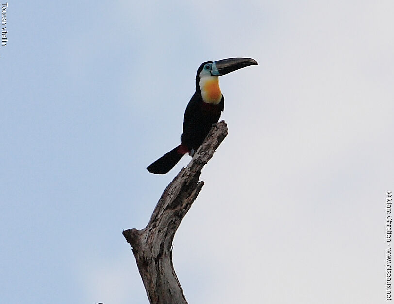 Toucan vitellin