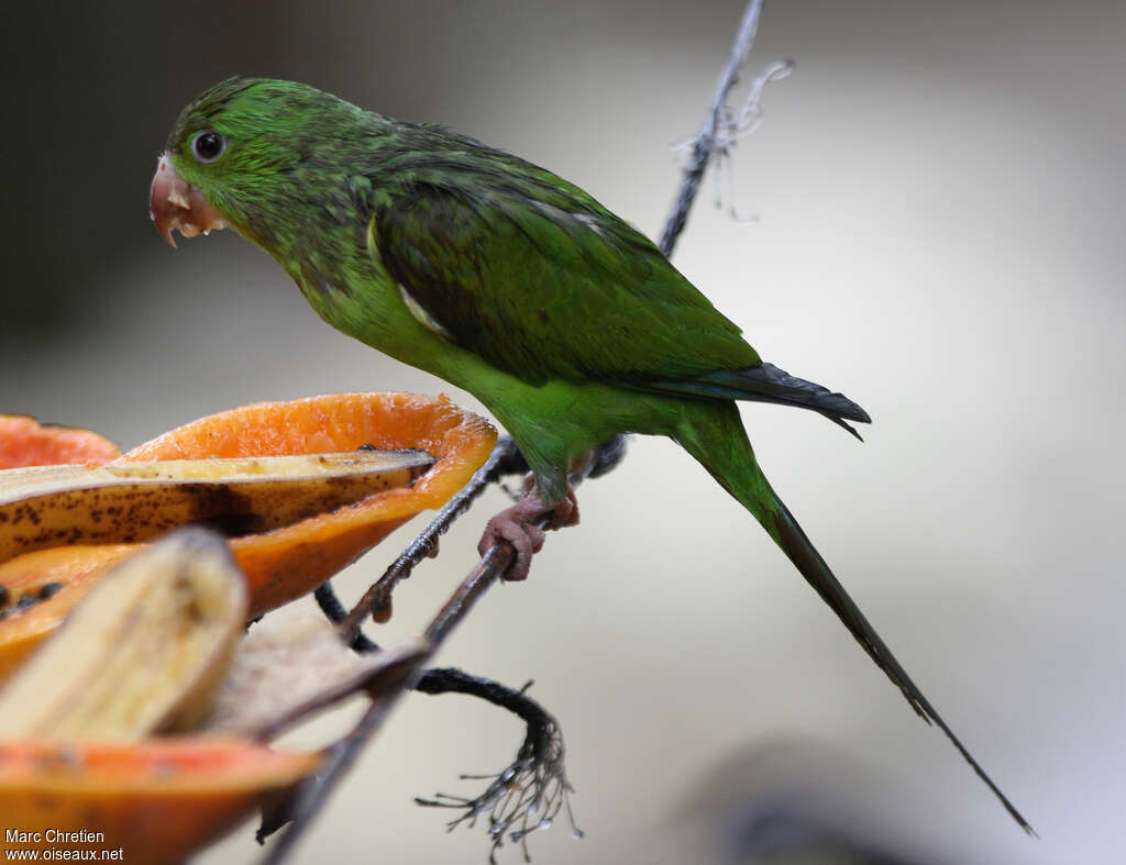 Plain Parakeet