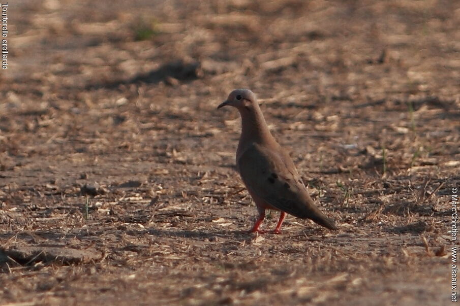 Eared Dove